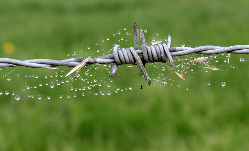 Fence, barrier, boundary, wire, Barbed Wire, rain, green color, 4K, day, focus on foreground, cobweb, drop of water, outdoors, Security, close-up, no People