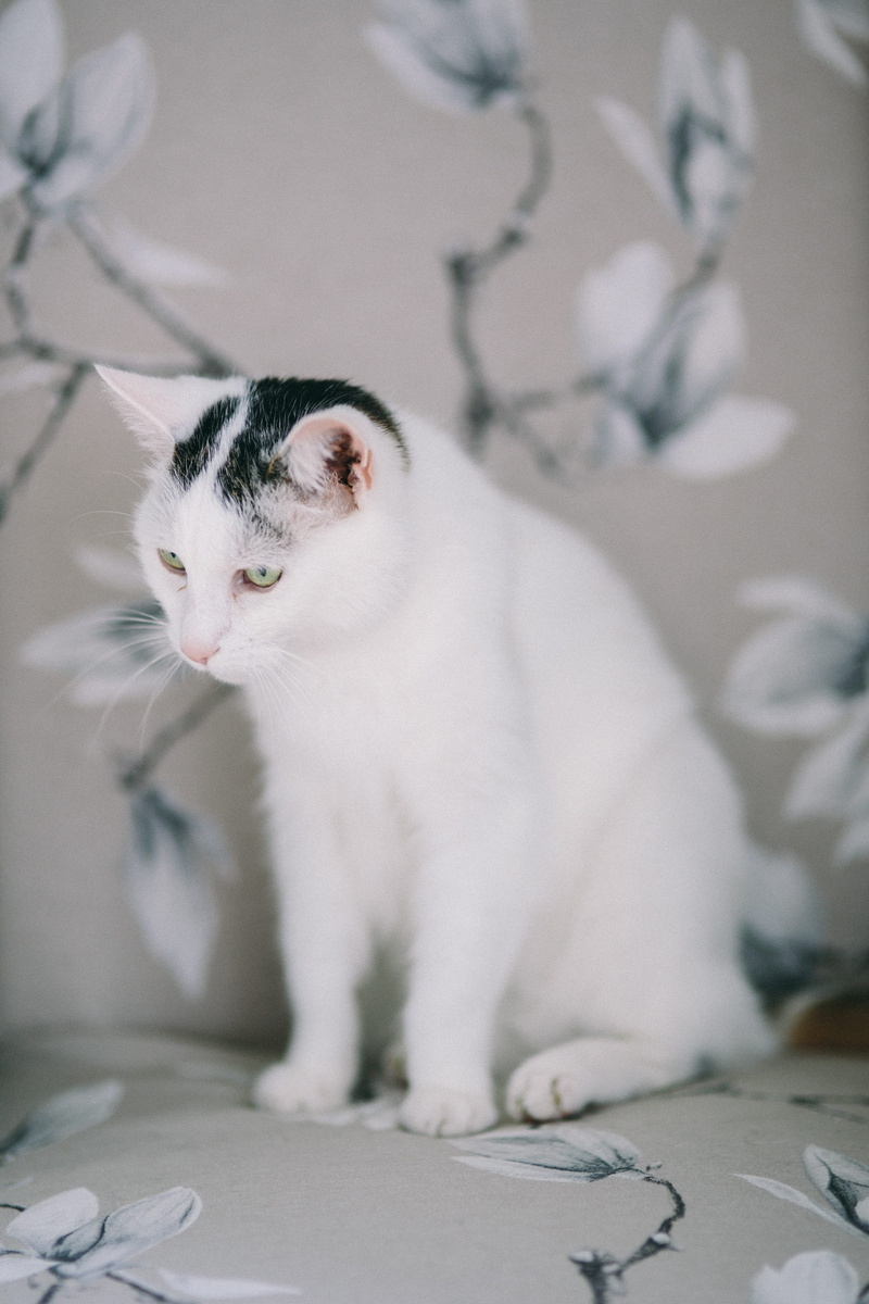 mammal, animal eye, vertebrate, domestic Cat, moody, white, focus on foreground, feline, sad cat, no people, kitten, pets, depressed, cat, sitting, looking
