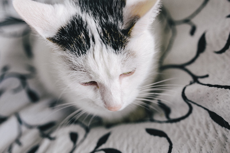 whisker, feline, close-up, domestic, kitten, moody, animal, focus on foreground, cat, vertebrate, looking, depressed, one animal, sad, white, animal head