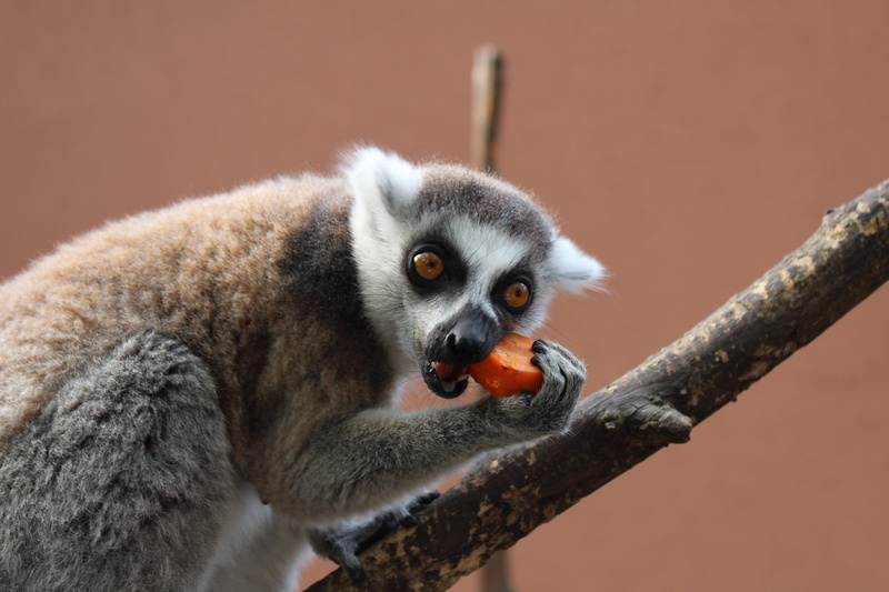 maki, animals in the wild, mouth open, focus on foreground, ring-tailed lemur, close-up, day, mammal, outdoors, tree, animal, cute, branch, animals, animal wildlife