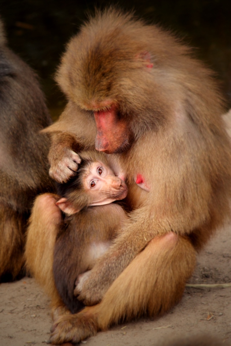 care, positive emotion, female animal, animal world, togetherness, love, mammal, ape, focus on foreground, nice, vertebrate, animal family, animals In The Wild