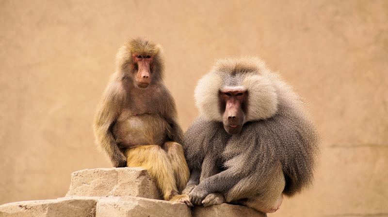 no people, outdoors, squirrel monkey, animals, two animals, group of animals, animal family, young animal, sitting, vertebrate, little monkey, baboon, care