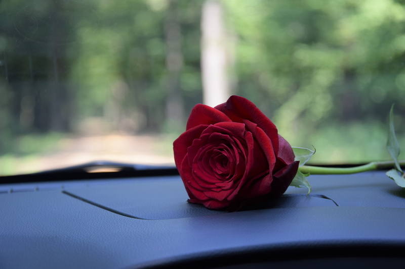 nature, freshness, bouquet, focus on foreground, affection, rose - flower, emotions, feeling, red, outdoors, flower arrangement, no people, romantic, petal