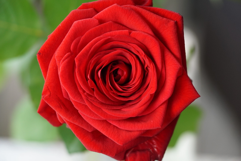 flower, vulnerability, symbol, romance, feelings, valentine, wedding day, inflorescence, valentines day, plant, connectedness, 5K, rose, gratitude, focus on foreground