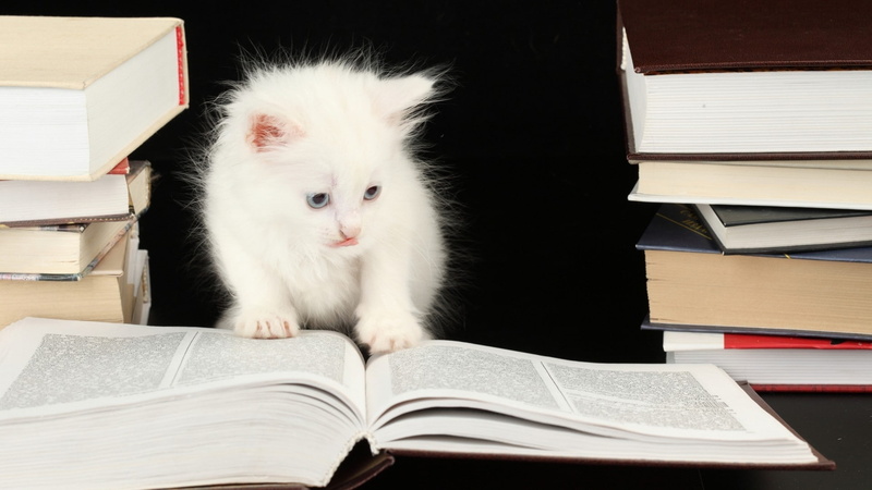 stack, kittens, cute, 1080P, whisker, open, literature, textbook, humor, publication, whiskers, domestic animals, books, paper, book, funny, activity