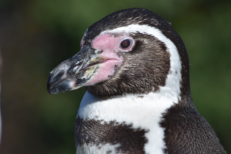 Swim, portrait, looking, Clean, Penguin, Bird, birds, outdoors, close-up, booked, one animal, vertebrate, animal wildlife, duck, animal themes, 5K, looking away