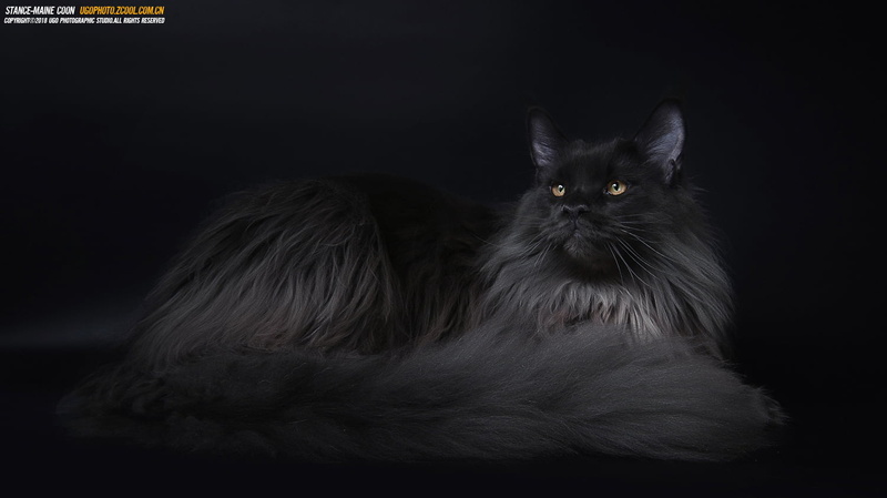 720P, one animal, studio shot, feline, hair, maine coon cat, mammal, animal hair, domestic cat, indoors, domestic, pets, animals, people, long hair, cat