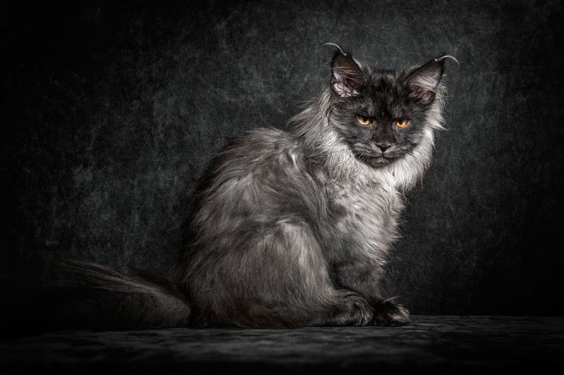 mammal, portrait, feline, maine coon, beautiful, domestic Animals, looking, maine coon cat, one Animal, nature, young Animal, cute, purebred Cat, no People