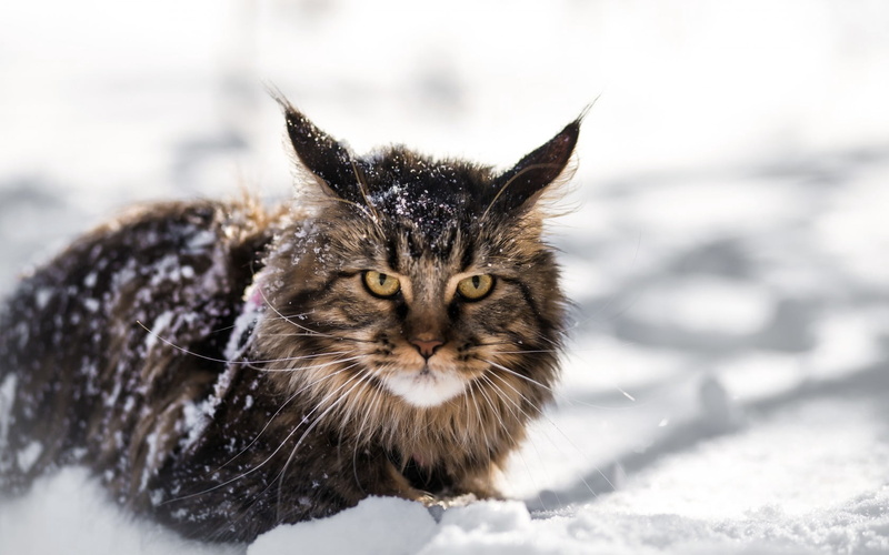 cold temperature, portrait, no people, domestic Cat, curiosity, domestic, playful, white, beauty In Nature, nature, animal, young Animal, fur, 720P, winter
