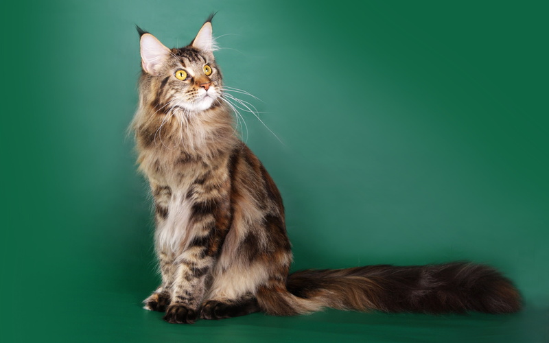 maine coon, coon, 4K, cat, beautiful, jinx, green, maine
