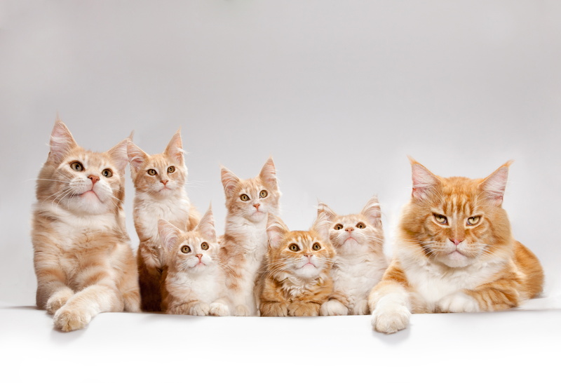 cats, copy space, fur, paw, kittens, looking at camera, cute, 8K, domestic Animals, playful, portrait, vertebrate, no people, beautiful, domestic, mammal