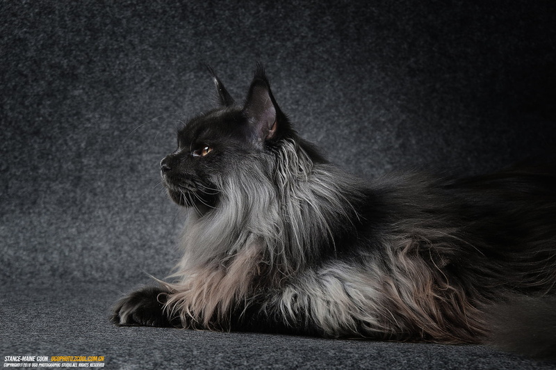 domestic, 720P, mammal, animal, animals, one animal, domestic animals, domestic cat, maine coon cat, animal hair, whisker, looking away, looking, hair