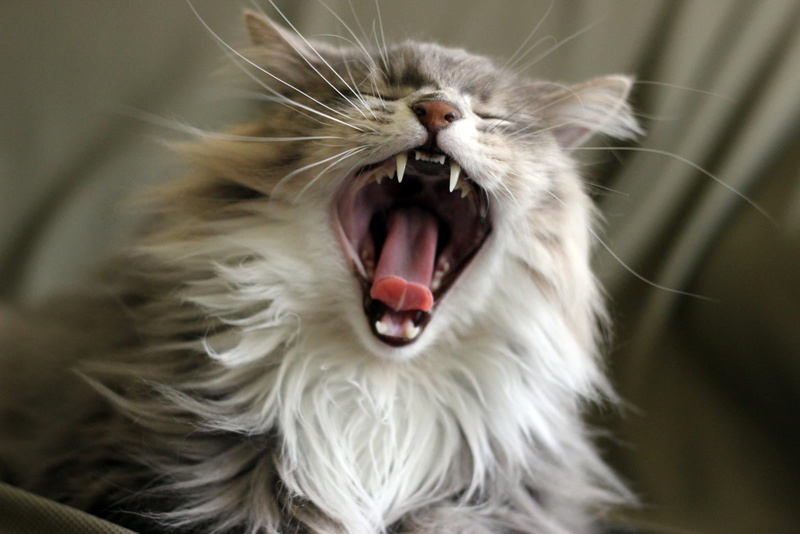 Yawning, maine  coon, white, long, grey, coated, looking, pets, animal, gray  maine, 720P, teeth, cat