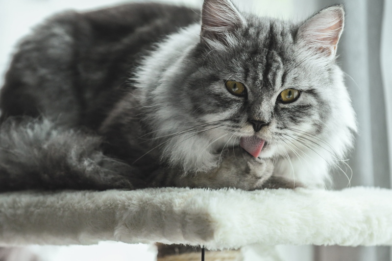 maine coon, domestic, no people, feline, domestic animals, cat, mouth open, tongue, close-up, indoors, animal, animal themes, one animal, looking at camera