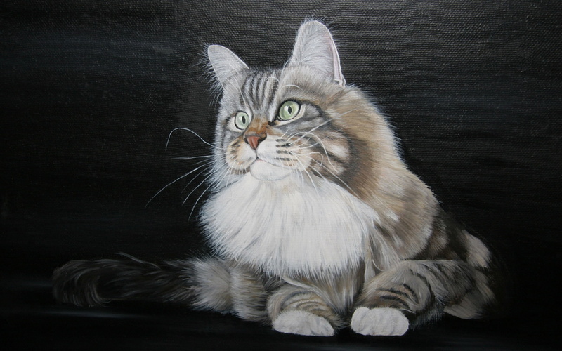 black background, maine coon cat, vertebrate, animal eye, studio shot, animal, feline, no people, pets, looking at camera, digital art, domestic animals