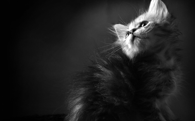 black background, grayscale, hair, 1080P, persian cat, whisker, no people, cat, feline, contemplation, looking, photo, kitten, mammal, copy space, monochrome