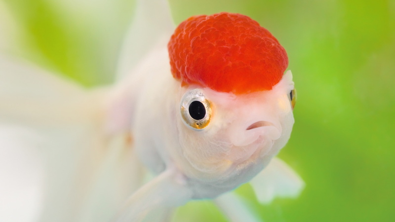 fish, white, brainiac, red, 4K