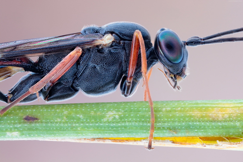 Slender Parasite, insects, nature, antennae, black, 4K, macro, legs, eyes