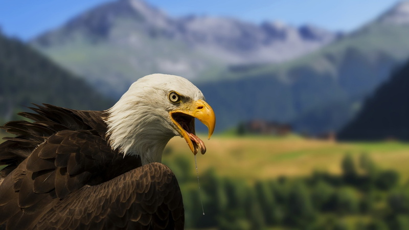 looking away, animals in the wild, day, bald eagle eagle birds blurred saliva, mouth open, focus on foreground, bald eagle, animal, no people, 1080P, falcon - bird