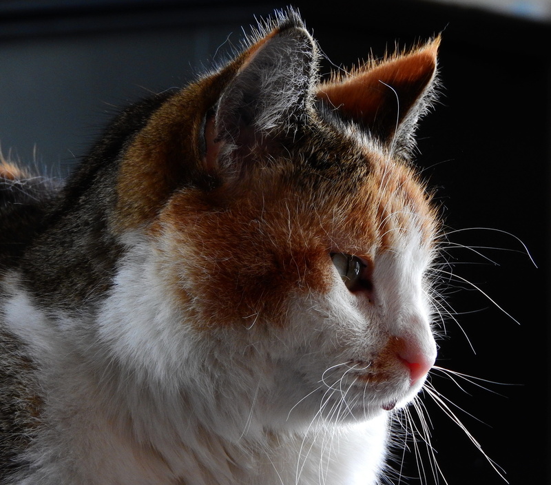 whiskers, domestic, good, dreamy, domestic animals, domestic cat, animal eye, mammal, animal head, close-up, looking away, animal themes, whisker, cat