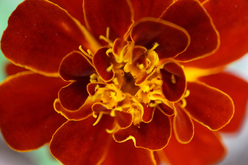 australia, no people, freshness, petal, orange color, fragility, marigold, growth, beauty in nature, plant, 4K, flower head, inflorescence, springwood