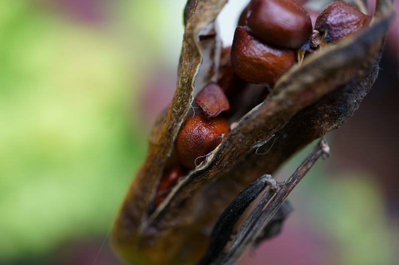 ripe, close-up, healthy eating, brown, plant part, selective focus, seeds, food and drink, tree, 4K, red, plant, wellbeing, focus on foreground, food