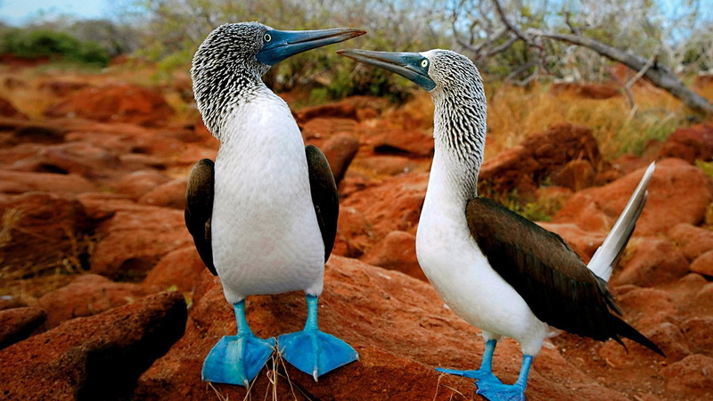 boobies, 1080P, blue, animals, couple, rocks, blue feet, foot, birds