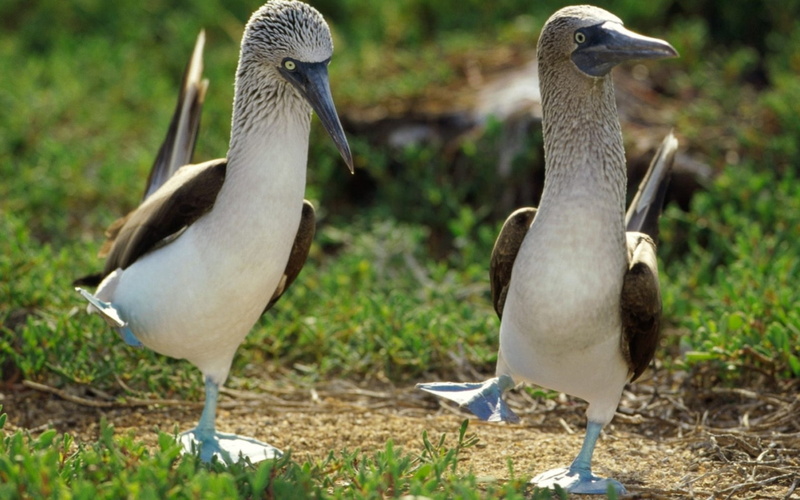 blue-footed boobies, boobies, 720P, hd, bluefooted, art, animals, BIRDS