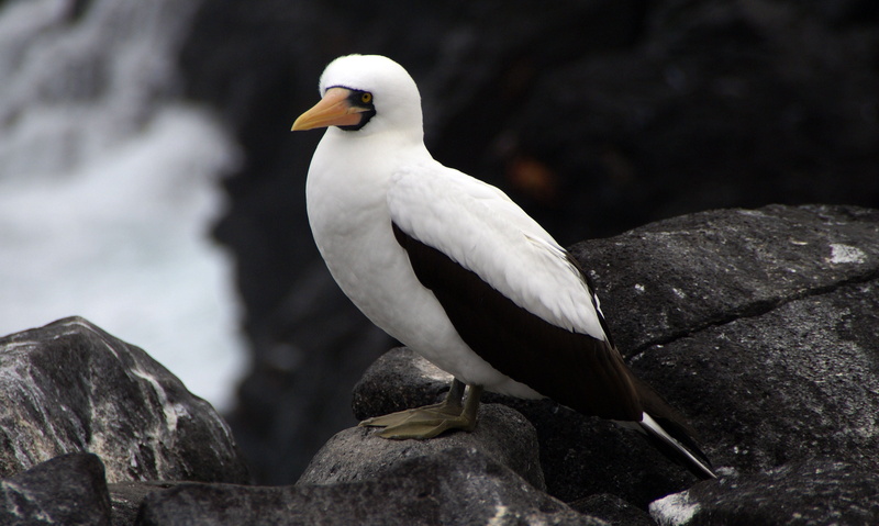antarctica, animals In The Wild, animal wildlife, nature, seagull, day, water, outdoors, espanola, booby, faroe Islands, black, animal themes, animal Wing
