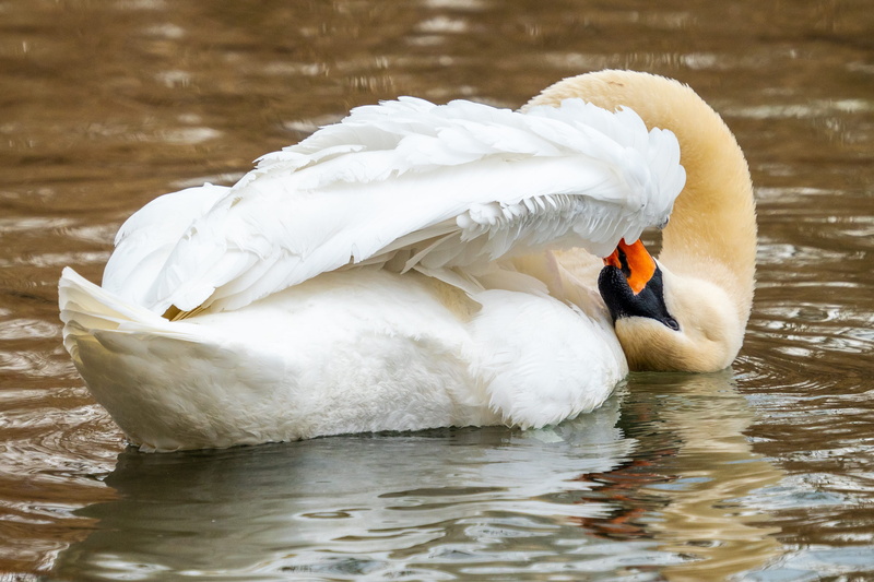fish, agelaius, water, waterfowl, booby, animal neck, floating on water, swimming, mute, mute swan, ptarmigan, vertebrate, animal, zoology, animals in the wild