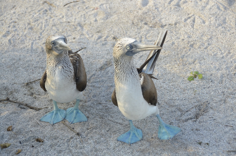close-up, nature, bird, animals in the wild, 4K, blauwvoetgent, two animals, high angle view, day, galapagos, group of animals, feet, focus on foreground