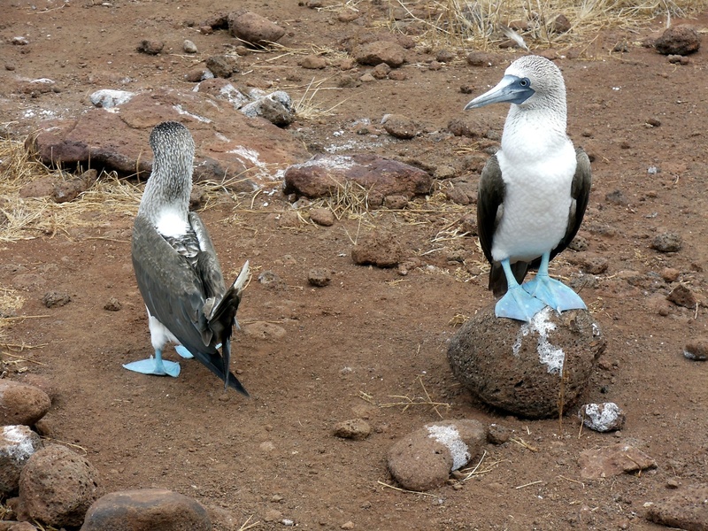 beach, bird, group of animals, outdoors, dance, animals in the wild, perching, nature, two animals, galapagos, standing, solid, penguin, field, animal family
