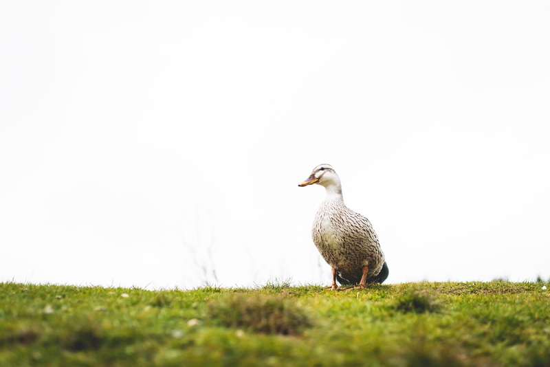 copy space, animal themes, animal, beauty in nature, duck, pheasant, dodo, anseriformes, field, pelican, white, swan, day, selective focus, teal, flying