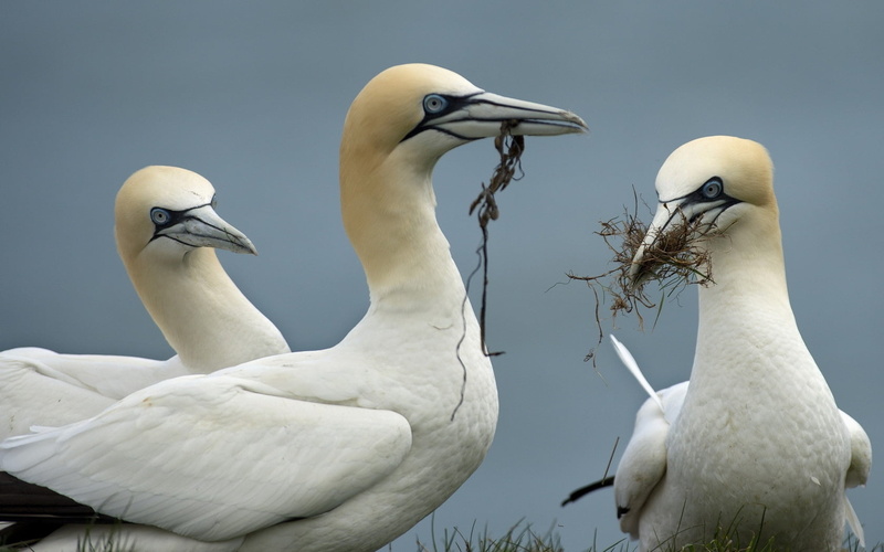 nature, group of animals, wildlife, day, sea, beauty In Nature, animals In The Wild, brown, two animals, swan, booby, white color, animal Wing, animal neck