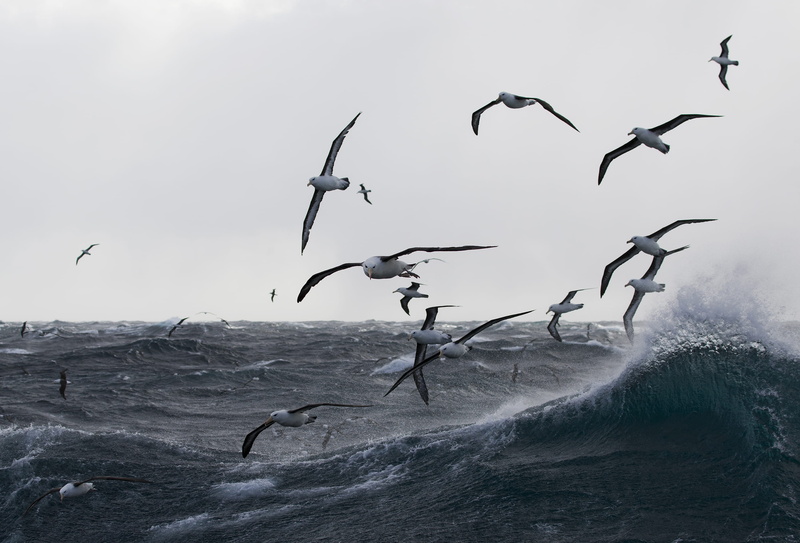 s, motion, booby, animal wildlife, sea waves, animal, animals in the wild, flying, ocean, sky, sea lion, fish, pelican, bird, cod, water, seagull, flock of birds