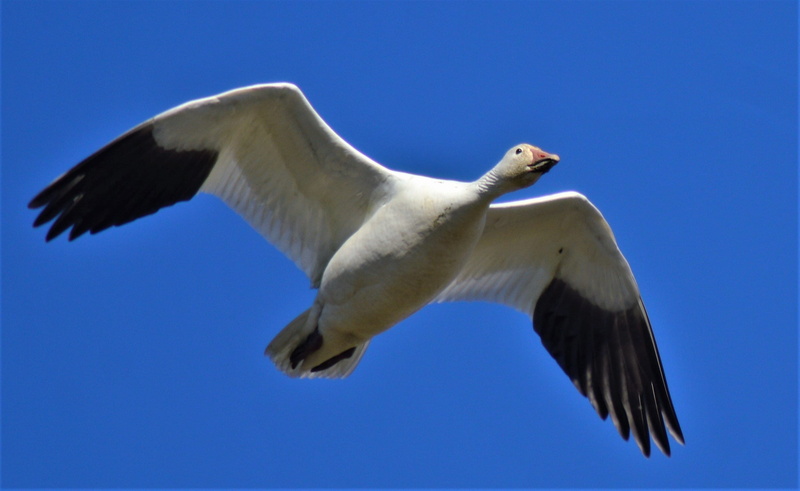 geese, nature, animal, swan, 2K, snow goose, goose, albatross, pelican, outdoors, animals in the wild, marine, sunny, booby, animal wildlife, low angle view