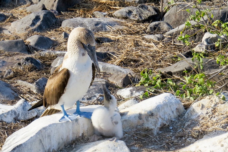 young animal, two animals, blue-footed booby, group of animals, water, beach, booby, 1080P, animal, no people, nature, rock - object, galapagos, animal wildlife