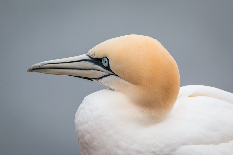 animals in the wild, beak, animal neck, close-up, side view, animal head, animal eye, island, vertebrate, close up, waters, sea, gray background, rock