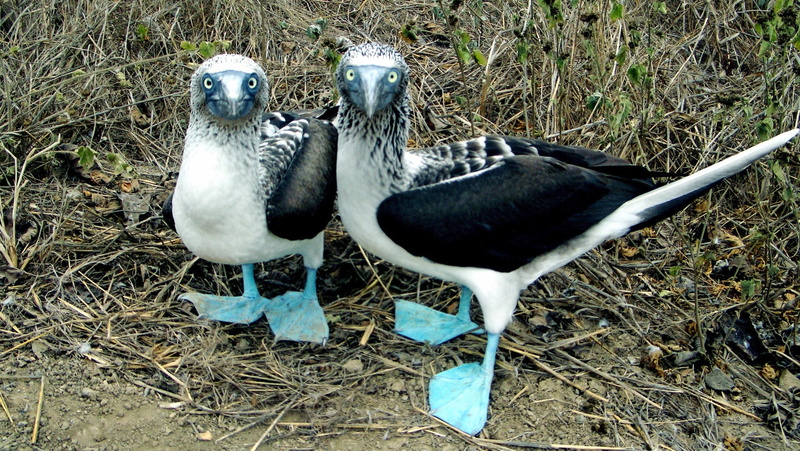 1080P, blue, birds, footed boobies