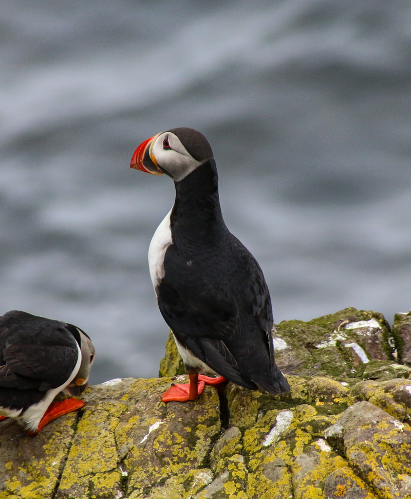 focus, animal, animal wildlife, bird, 2K, agelaius, vertebrate, black, beak, puffin, focus on foreground, animals in the wild, day, blackbird, photography