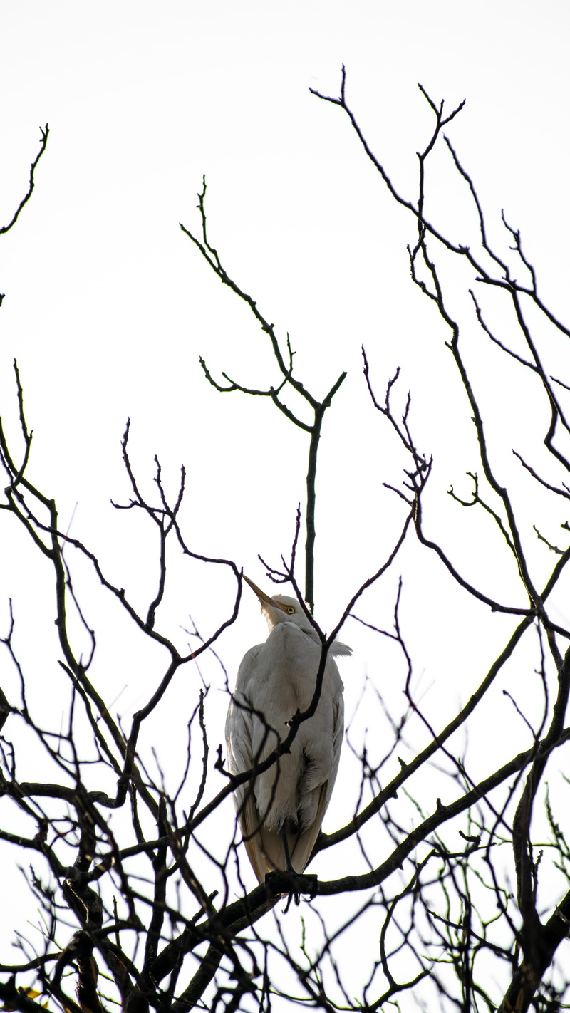 beauty in nature, ptarmigan, perching, sky, accipiter, flicker bird, animal, art, clear sky, parrot, nature, vertebrate, bare tree, outdoors, animals in the wild