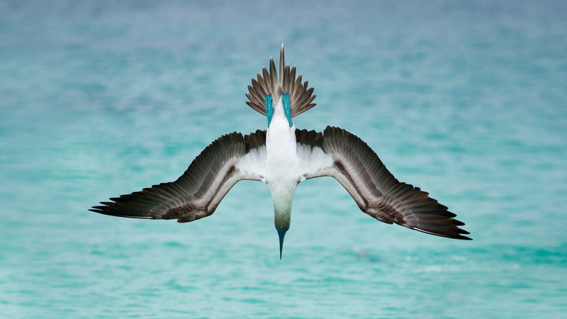 1080P, Birds, Bird, Blue-Footed Booby