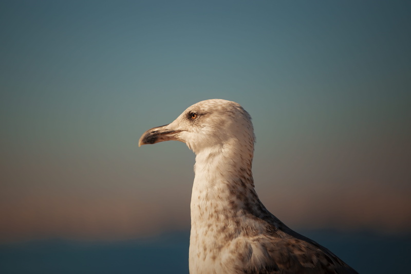 looking, animal head, beak, sky, booby, outdoors, beauty in nature, animal, animal wildlife, animals in the wild, animal themes, copy space, bird, vertebrate