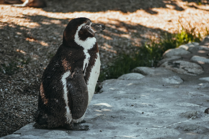 vertebrate, booby, nature, alpaca, day, sparrow, animals in the wild, white, snake, full length, animal themes, focus on foreground, beak, king penguin