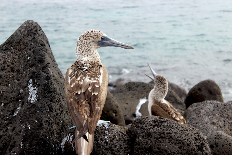 oiseaux, animals in the wild, vertebrate, beach, solid, animal, ecuador, beak, water, rock - object, galapagos, punta carola, sea, san cristobal, puerto baquerizo moreno