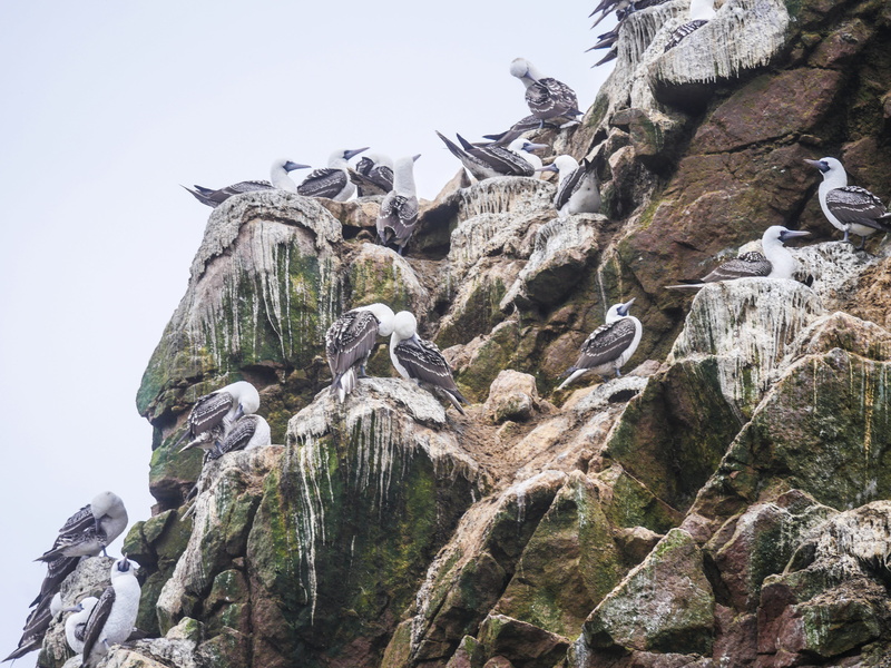 cold temperature, animals in the wild, nature reserve, guano, animal wildlife, peruvian boobies, island, guano boobies, day, mountain, rock formation, formation
