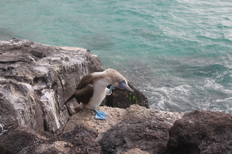 jumping, sula, no people, animal themes, footed, day, bird, Blue-Footed Booby, 5K, booby, animal wildlife, sea, mammal, blue, nebouxii, one animal, rock