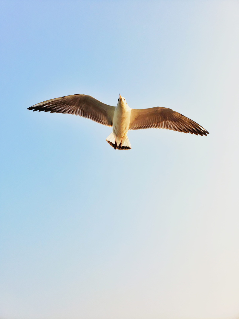 anhinga, sky, goose, nature, accipiter, mallard, 4K, kite bird, one animal, beauty in nature, bird, motion, day, booby, waterfowl, animal wildlife, mid-air