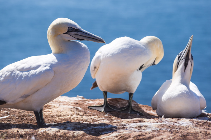 no people, rock breeder, perching, north sea, helgoland, bill, land, rock, beach, animals in the wild, bird, sea, island, sunlight, day, seagull, animal themes