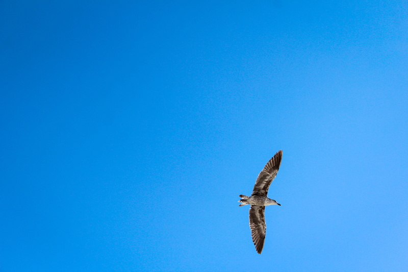 seagull, brasil, outdoors, steeple, nature, one animal, azure sky, skies, freedom, sky, animals in the wild, 5K, daytime, brown, arraial do cabo, bird of prey